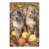 Puppies van Louisiana Catahoula met pompoenen Mini Klembord (Achterkant)