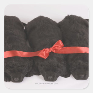 Puppies van Newfoundland slapen (Canis) Vierkante Sticker