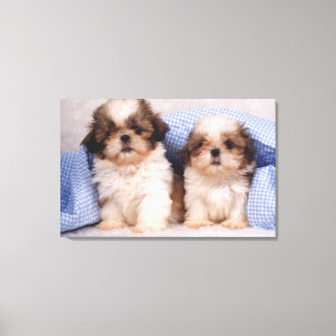 Puppies van Shih Tzu onder een gecontroleerde deke Canvas Afdruk