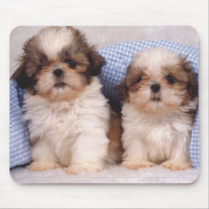 Puppies van Shih Tzu onder een gecontroleerde deke Muismat