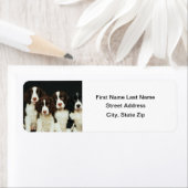 Puppies van Springer Spaniel (2) Etiket (Insitu)