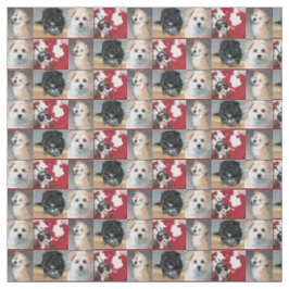 Puppies voor redding van Havanese Stof