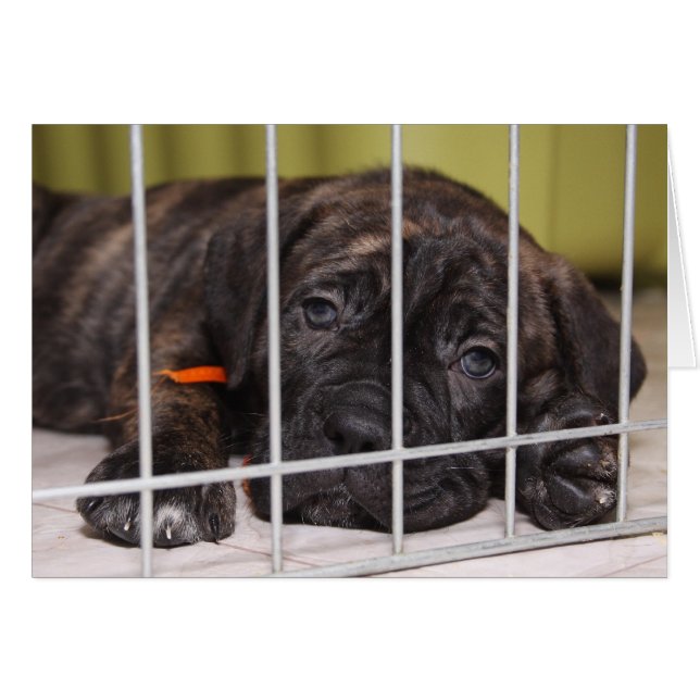 Puppies zijn klote (Voorkant Horizontaal)