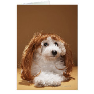 Puppus met ginger wig