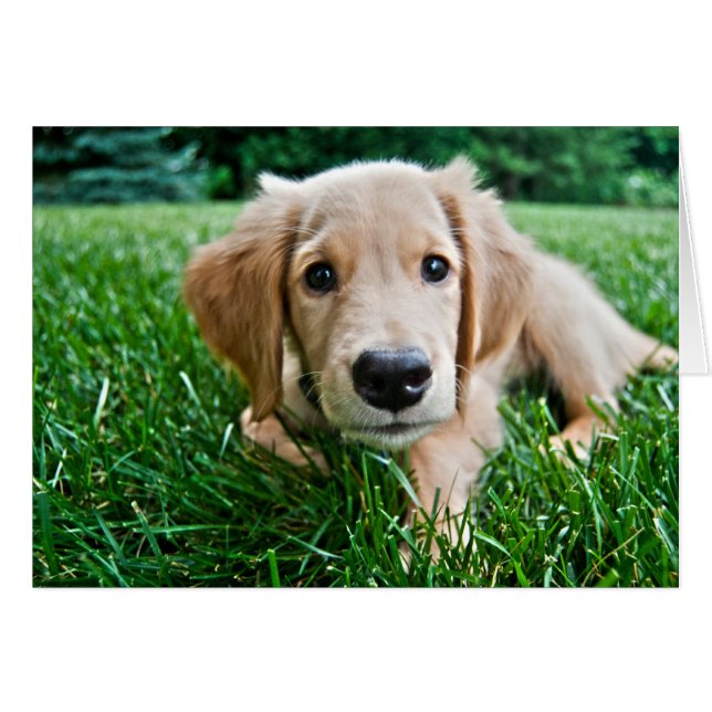 Puppy (Voorkant Horizontaal)