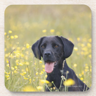Puppy 16 maanden 2 bier onderzetter