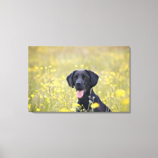 Puppy 16 maanden 2 canvas afdruk (Voorkant)