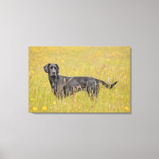 Puppy 16 maanden canvas afdruk (Voorkant)