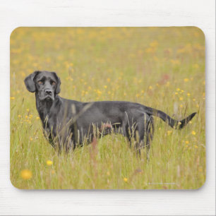 Puppy 16 maanden muismat