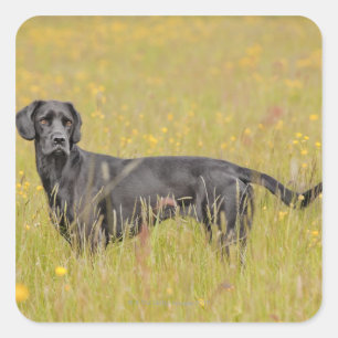 Puppy 16 maanden vierkante sticker