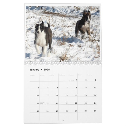 puppy 2 van de Silken Windhounds 2 Kalender (Jan 2026)