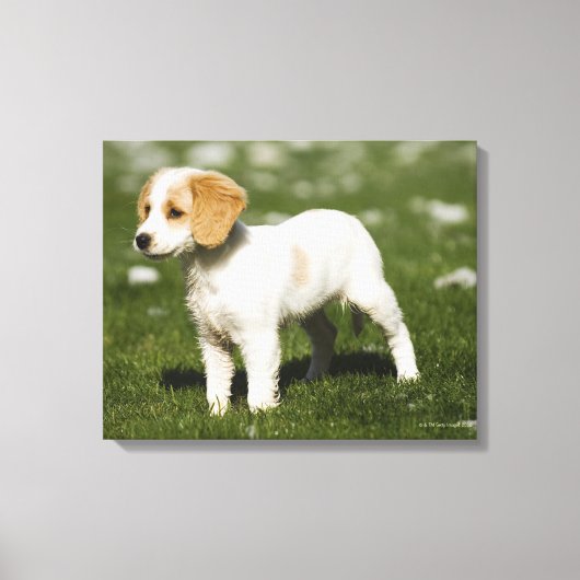 Puppy 3 canvas afdruk (Voorkant)