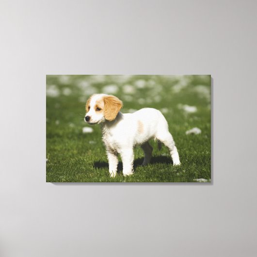 Puppy 3 canvas afdruk (Voorkant)
