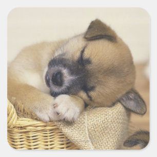 Puppy 3 vierkante sticker