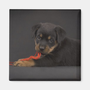 Puppy 5 afspelen magneet