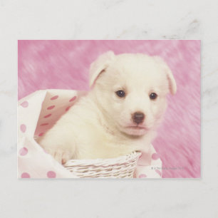 Puppy 5 briefkaart