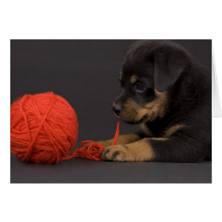 Puppy 6