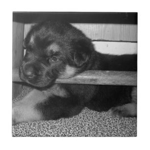 Puppy Black&White Tegeltje