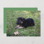 Puppy Briefkaart (Voorkant / Achterkant)