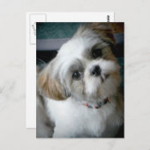 Puppy Buddie Briefkaart (Voorkant / Achterkant)