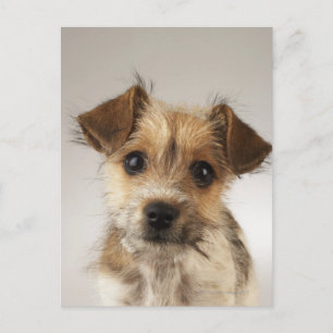 Puppy (Canis familiaris) Briefkaart