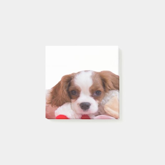 Puppy Cavalier King Charles Spaniel Post-it-briefj Post-it® Notes (Voorkant)