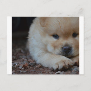puppy chow chow.png briefkaart