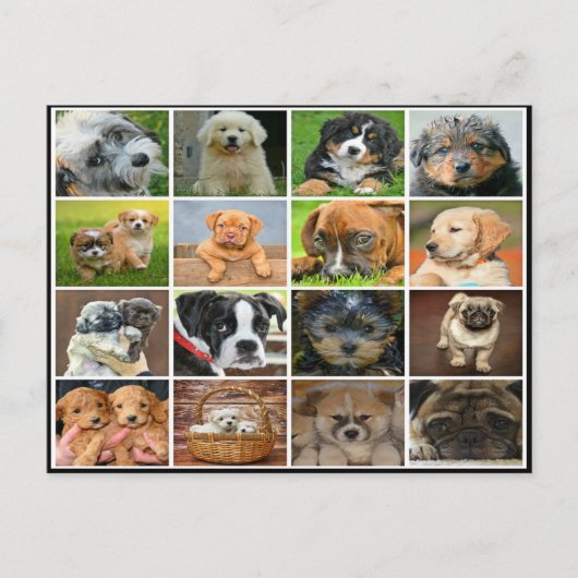 Puppy collage briefkaart (Voorkant)