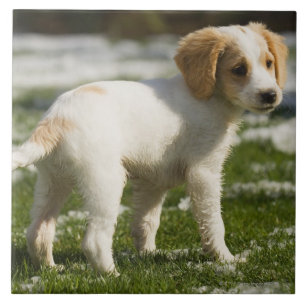 Puppy dat in de sneeuw speelt tegeltje