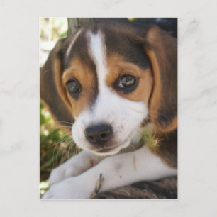Puppy Dog Beagle Briefkaart