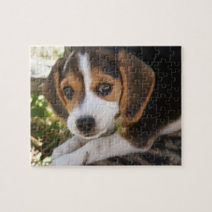 Puppy Dog Beagle Legpuzzel