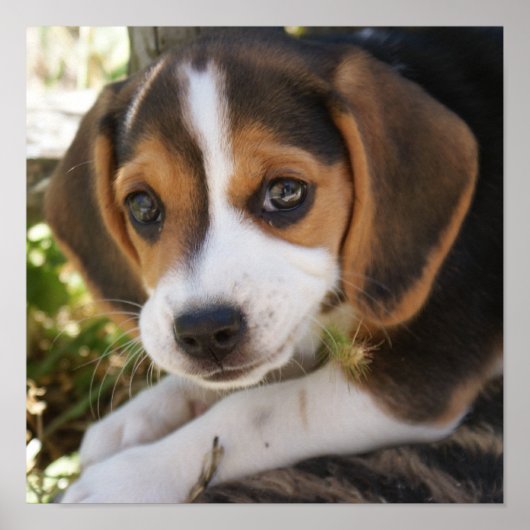 Puppy Dog Beagle Poster (Voorkant)