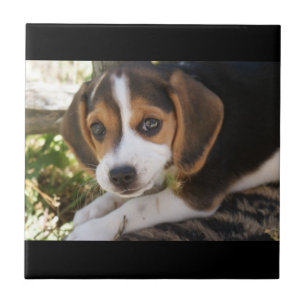 Puppy Dog Beagle Tegeltje