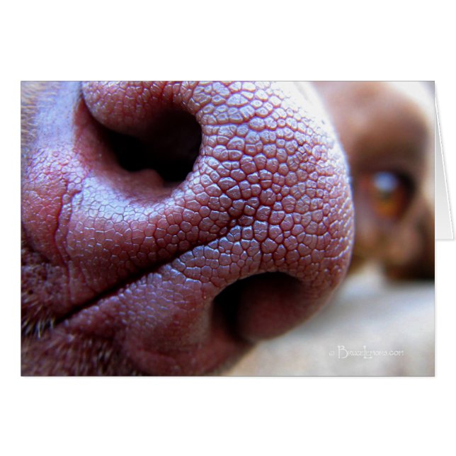 Puppy Dog Nose (Voorkant Horizontaal)