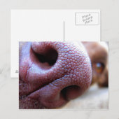 Puppy Dog Nose Briefkaart (Voorkant / Achterkant)