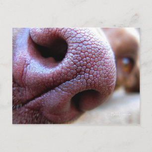 Puppy Dog Nose Briefkaart