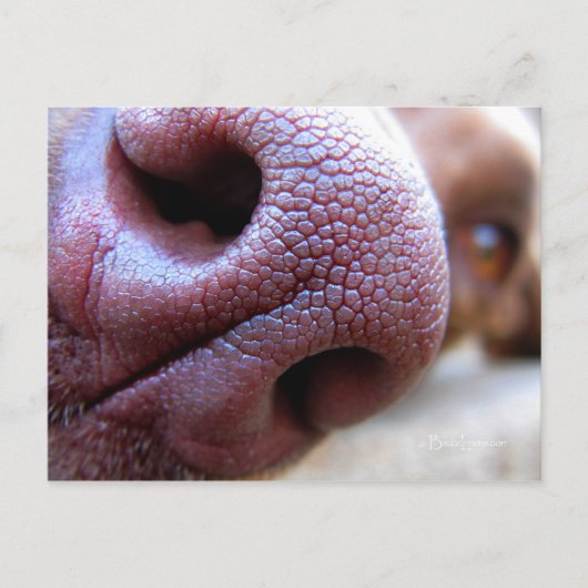 Puppy Dog Nose Briefkaart (Voorkant)