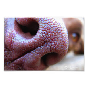 Puppy Dog Nose Foto Afdruk