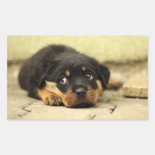 Puppy doggy rechthoekige sticker