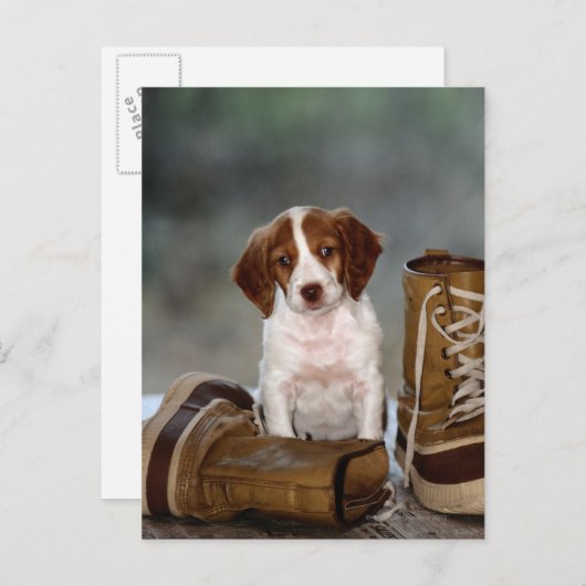 Puppy en Boots Briefkaart (Voorkant / Achterkant)