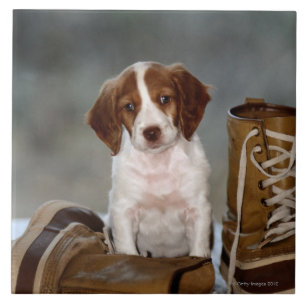 Puppy en Boots Tegeltje