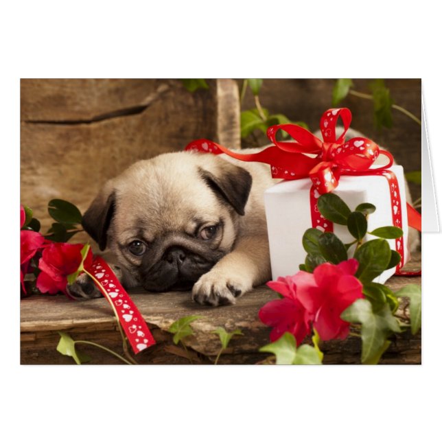Puppy en cadeaudoos (Voorkant Horizontaal)