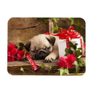 Puppy en cadeaudoos magneet