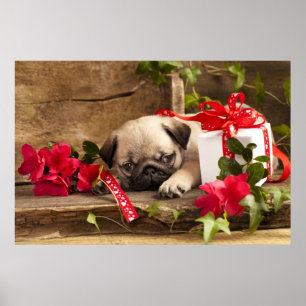 Puppy en cadeaudoos poster