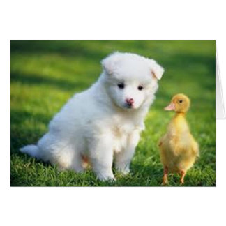 Puppy en kauwen