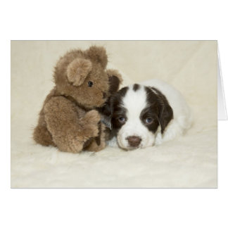Puppy en Teddy