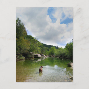 Puppy Exploring Barton Creek - Austin Texas Briefkaart