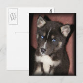 puppy_eye briefkaarten (Voorkant / Achterkant)