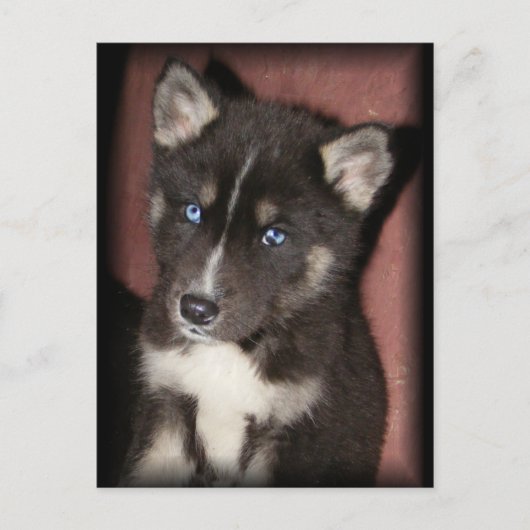 puppy_eye briefkaarten (Voorkant)