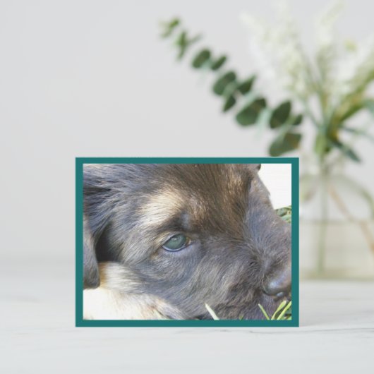 Puppy Eyes Briefkaarten (Staand voorkant)